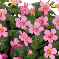Bahia Pink Bacopa
