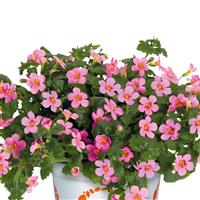 Bahia Pink Bacopa