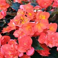 Bellissa Hot Orange Begonia