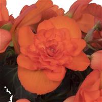 I'Conia Portofino Dark Orange Begonia