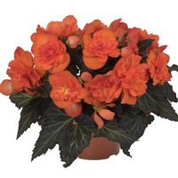 I'Conia Portofino Dark Orange Begonia