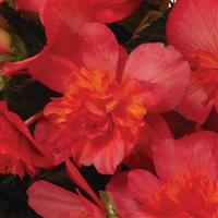 I'Conia Portofino Valencia Pink Begonia