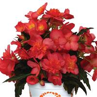 I'Conia Portofino Valencia Pink Begonia