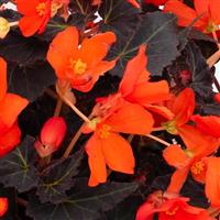 Shine Bright Espresso Orange Begonia