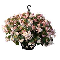 Wookie White Splash Begonia