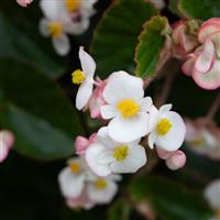 Wookie White Splash Begonia