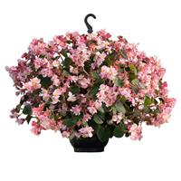 Wookie Pink Splash Begonia