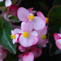 Wookie Pink Splash Begonia
