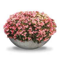 Wookie Pink Splash Begonia