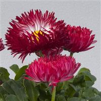 Bam Bam Red Bellis