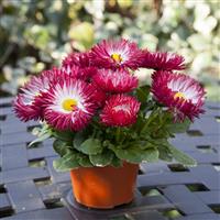 Bam Bam Red Bellis
