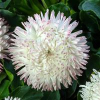 Bam Bam White Blush Bellis