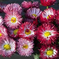 Bam Bam Formula Mix Bellis