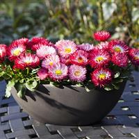 Bam Bam Formula Mix Bellis