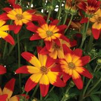 Bidy Boom Flame Bidens