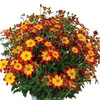 Bidy Boom Flame Bidens