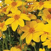 Bidy Boom Sunglow Bidens