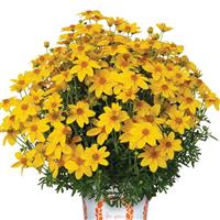 Bidy Boom Sunglow Bidens