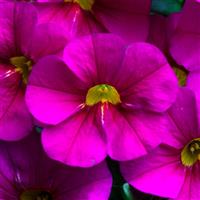 Calitastic Hot Pink Calibrachoa