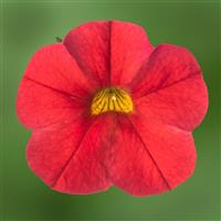 Callie Red Calibrachoa
