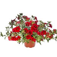 Callie Red Calibrachoa