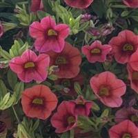 Callie Orange Sunrise Calibrachoa