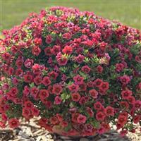 Callie Orange Sunrise Calibrachoa