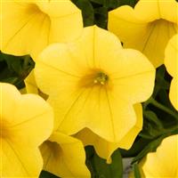 Callie Yellow Improved Calibrachoa