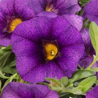 Callie Dark Blue Calibrachoa