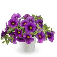 Callie Dark Blue Calibrachoa