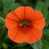 Callie Deep Orange Calibrachoa