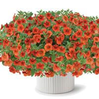 Callie Deep Orange Calibrachoa