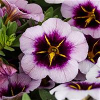 Callie Blueberry Spark Calibrachoa