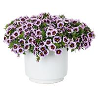 Callie Blueberry Spark Calibrachoa