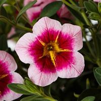 Callie Strawberry Spark Calibrachoa