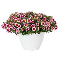Callie Strawberry Spark Calibrachoa