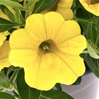 Oasis Gold Finch Calibrachoa