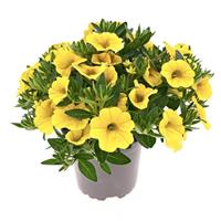 Oasis Gold Finch Calibrachoa