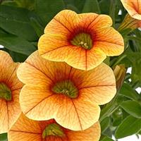 Oasis Orange Firefly Calibrachoa
