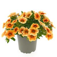Oasis Orange Firefly Calibrachoa