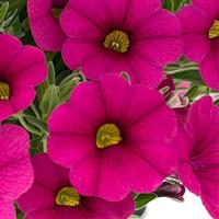 Oasis Pink Ladybeetle Calibrachoa