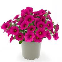 Oasis Pink Ladybeetle Calibrachoa