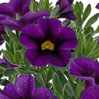 Oasis Purple Sapphire Calibrachoa