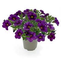 Oasis Purple Sapphire Calibrachoa