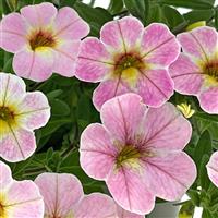 Oasis Rosy Maple Calibrachoa