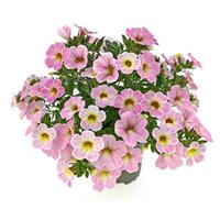 Oasis Rosy Maple Calibrachoa