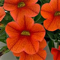 Oasis Scarlet Tanager Calibrachoa