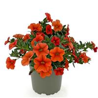 Oasis Scarlet Tanager Calibrachoa