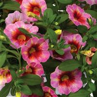 Rainbow Dragon Berry Calibrachoa