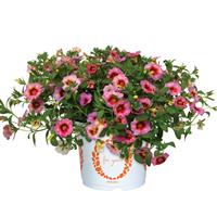 Rainbow Dragon Berry Calibrachoa